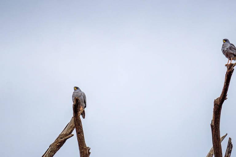 2 jours de safari pas cher dans le parc national de Mikumi et les chutes d&#039;eau à partir de Dar es Salaam