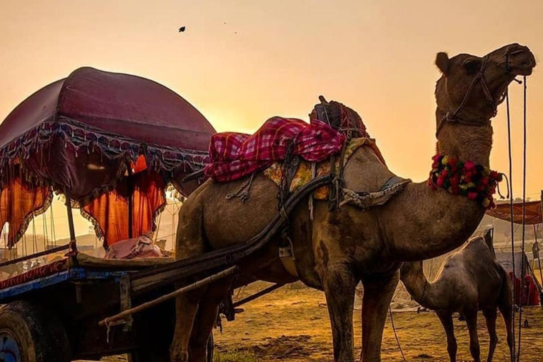 Delhi: tour di 3 giorni a Pushkar e Jaipur con sessione di yoga