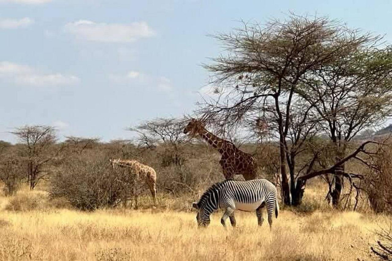 3 Days, 2 nights safari to Samburu National Reserve 3 Days private safari in a 4x4 Landcruiser jeep