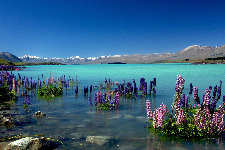 Christchurch : Aoraki/Mt Cook Day Trip with Trotts Garden