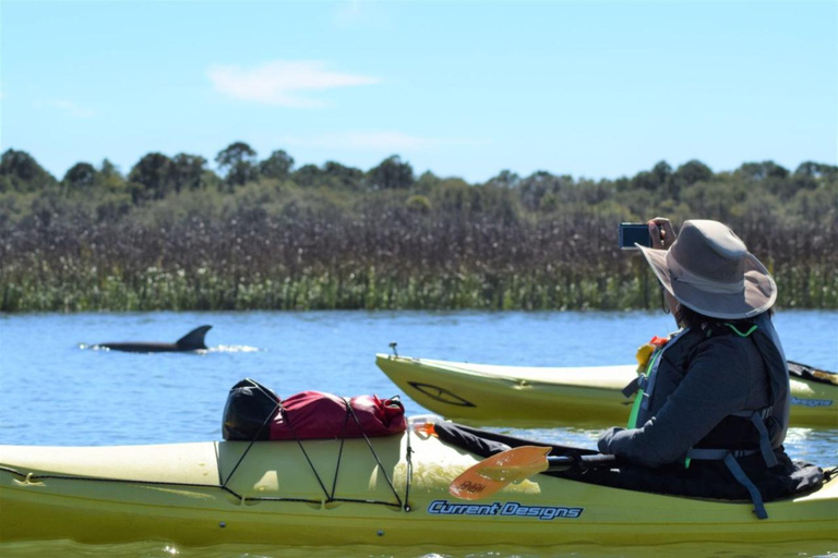 Charleston: Tandem- oder Einzelkajaktour mit einem GuideSumpfkajak Tour - Tarpon Sit-on-top Single