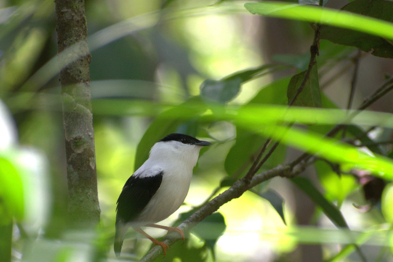 Birdwatching excursion 1.5 hours Tambopata Corridor