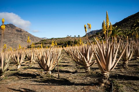 Gran Canaria från höjden: Fataga och TejedaTuren är på SPANSKA