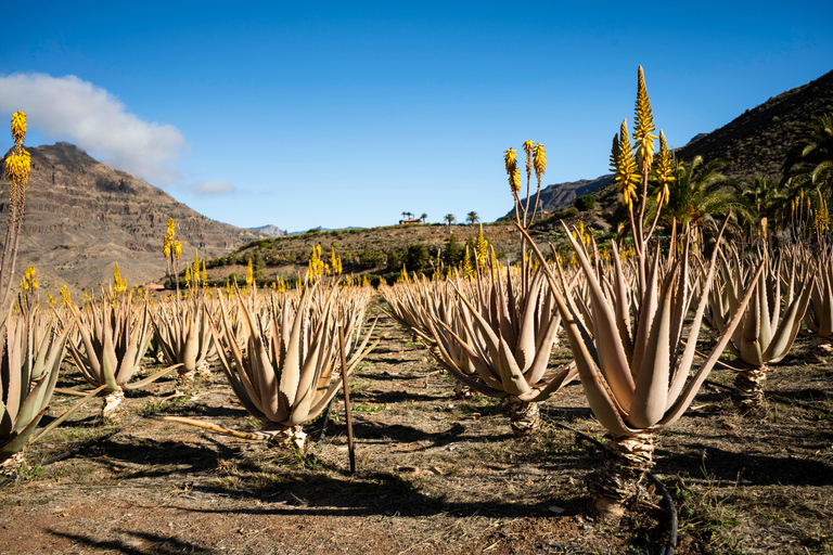 Gran Canaria från höjden: Fataga och TejedaTuren är på SPANSKA