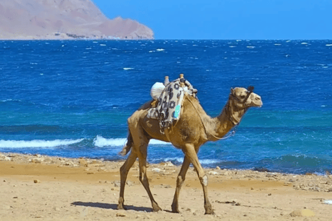 Sharm El Sheikh: Canyon, Blue Hole & Dahab Day Tour Blue Hole Explorer & Snorkeling Adventure