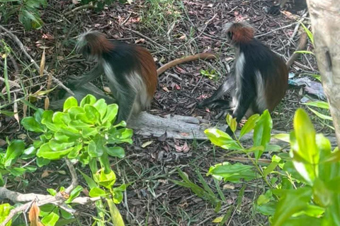 Zanzibar: Masingini Forest, Monkeys & Zipline adventure Masingini Forest, Monkeys & Zipline adventure & transfer