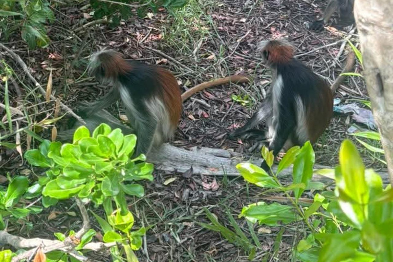 Zanzibar: Masingini Forest, Monkeys & Zipline adventure Masingini Forest, Monkeys & Zipline adventure & transfer