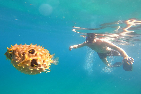 Snorkling med sköldpaddor i deras naturliga miljö