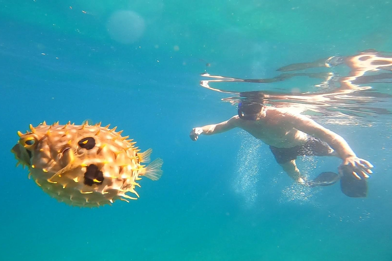 Snorkling med sköldpaddor i deras naturliga miljö