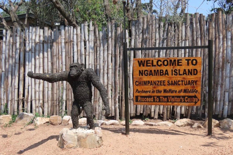 Ngamba Island Chimpanzee Sanctuary Tour