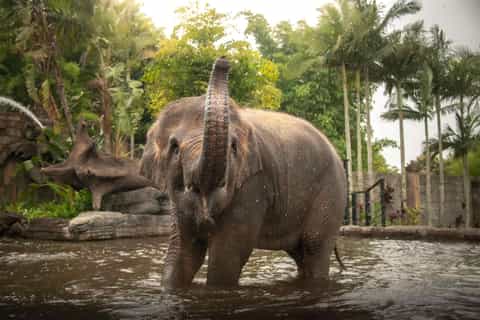 2026年クイーンズランド人気の動物園＆水族館体験 | ゲットユアガイド