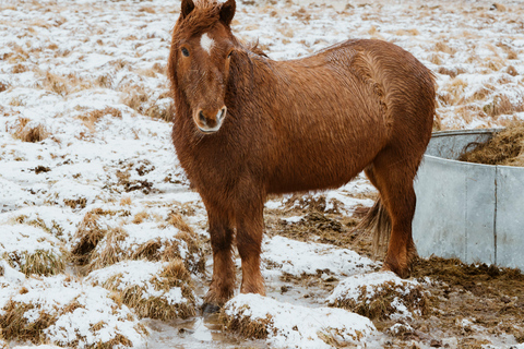 Reykjavik: Silver Circle + Ice Tunnel, Baths, or Lava Cave Lava Tunnel