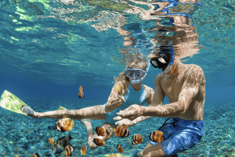 مغامرة الغوص مع سلحفاة وايكيكي