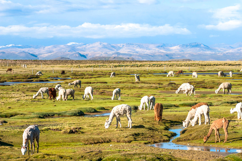 CANYON DEL COLCA CON GUIDA IN LINGUA INGLESE IN UN GIORNO DI TOUR