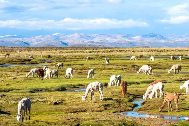 CANYON DEL COLCA CON GUIDA IN LINGUA INGLESE IN UN GIORNO DI TOUR