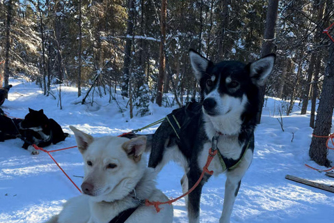 Levi: Meet Reindeer and Visit Husky Kennel