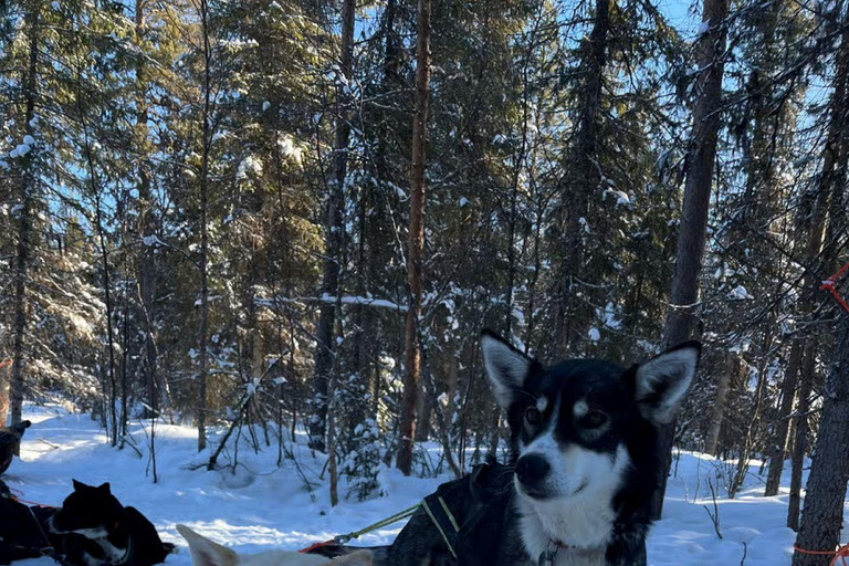 Levi: Meet Reindeer and Visit Husky Kennel