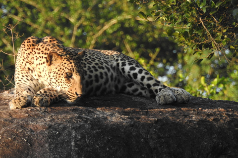 From Waligama, Mirissa, Tangalle, Yala safari & drop to Ella Yala Full day safari