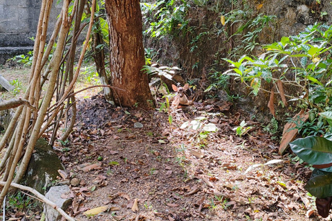 Colombo: Spotted Deer Tour with Meal and Hotel Transfer