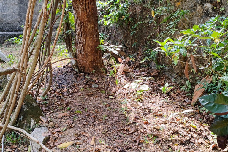 Colombo: Spotted Deer Tour with Meal and Hotel Transfer