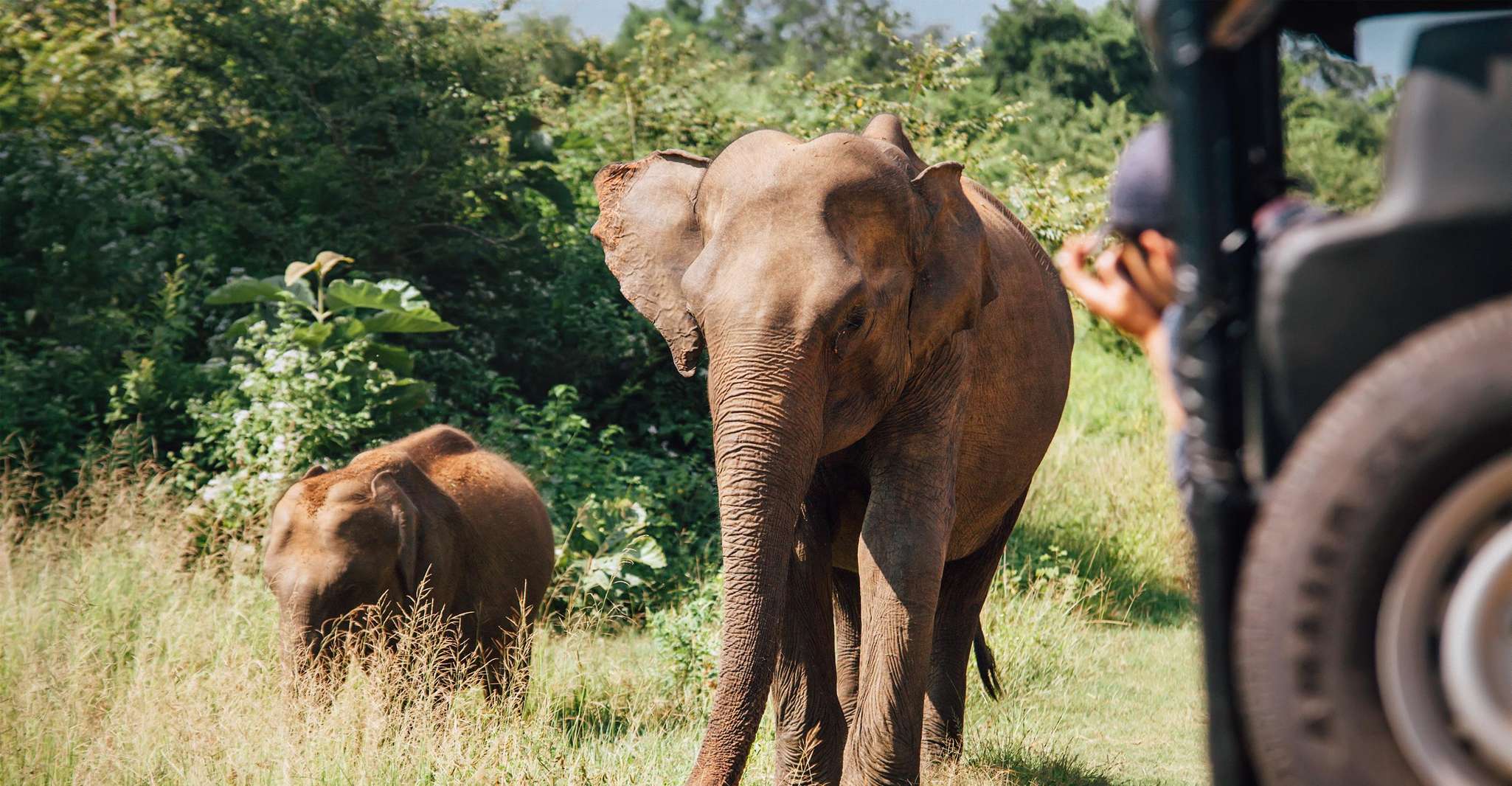 Wilpattu National Park Safari Tour - Housity