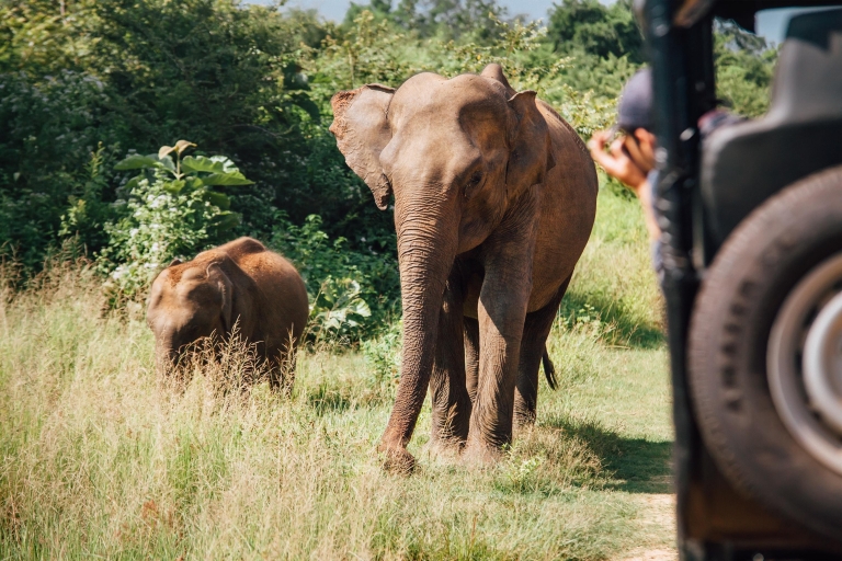 Safari en 4x4 dans le parc national de Wilpattu