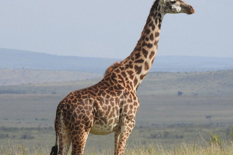 Nairobi: 3-Day epic trip to Maasai Mara Reserve with meals 3 days, 2 nights private safari to Mara in a tourist VAN