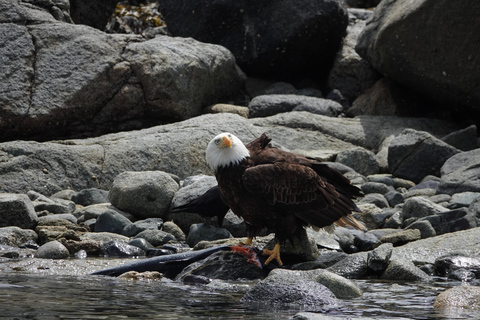 Campbell River: Spring Bear Watching & Waterfalls Boat Tour
