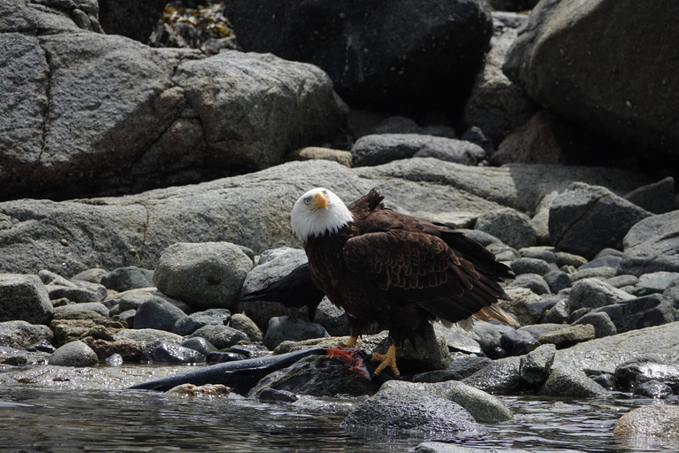 Campbell River: Spring Bear Watching & Waterfalls Boat Tour