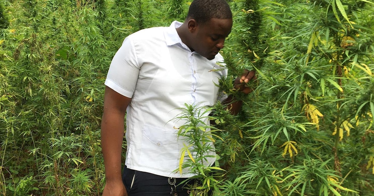 From Montego Bay: Ganja Farm Tour | GetYourGuide