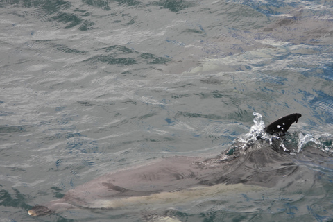 From Cádiz Bay: Gibraltar Dolphin Watching Tour