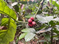 Batur Sunrise Trekking, Ubud Kaffee und Cepung Wasserfall - Hizvo