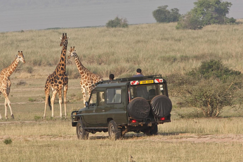 6 Days Lodge Safari: Amboseli, Tsavo West, Tsavo East