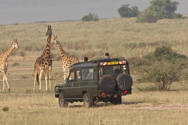 6 Days Lodge Safari: Amboseli, Tsavo West, Tsavo East