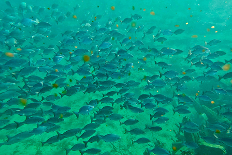 Ft Lauderdale: Combo Deal Snorkel Reefs, Kayak/SUP Mangroves