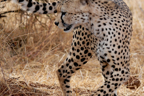 رحلة يومية إلى تشوبي من مدينة ليفينغستون