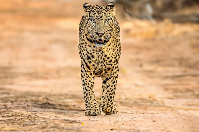 Budget Yala Safari: 1-Night Hostel Stay & Meals Included Full-Day Safari with 1-Night Hostel Stay & Meals