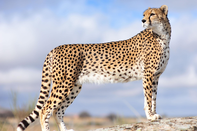 4: Dias de safari pelo património da natureza selvagem africana.