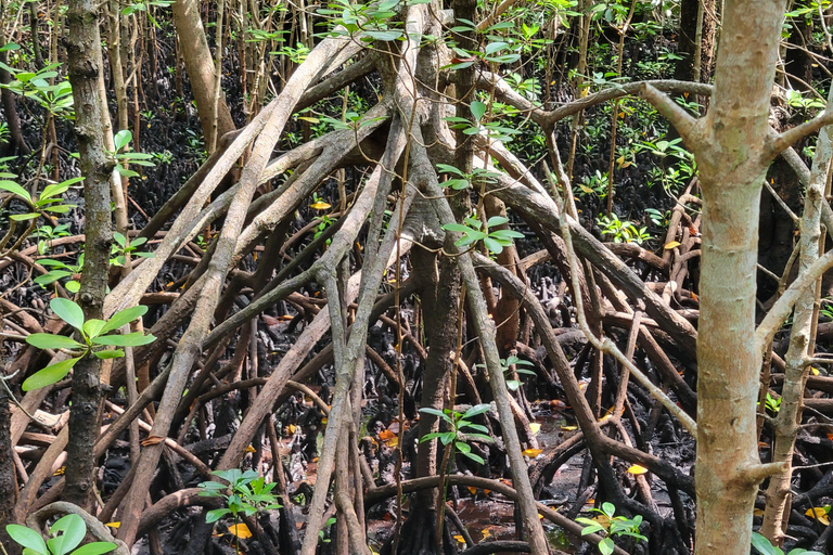 Zanzibar: tour guidato della foresta di Jozani con trasferimento in hotel