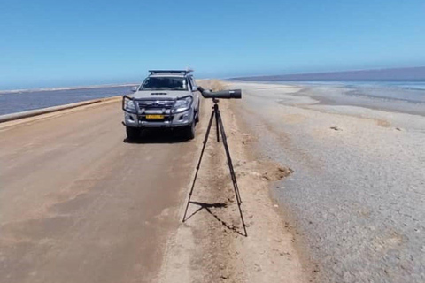 Walvis Bay: Vogelbeobachtung und Fotografie Tour