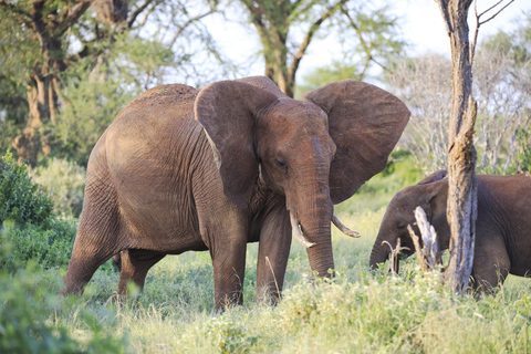 Elephant Haven; The David Sheldrick Wildlife Trust