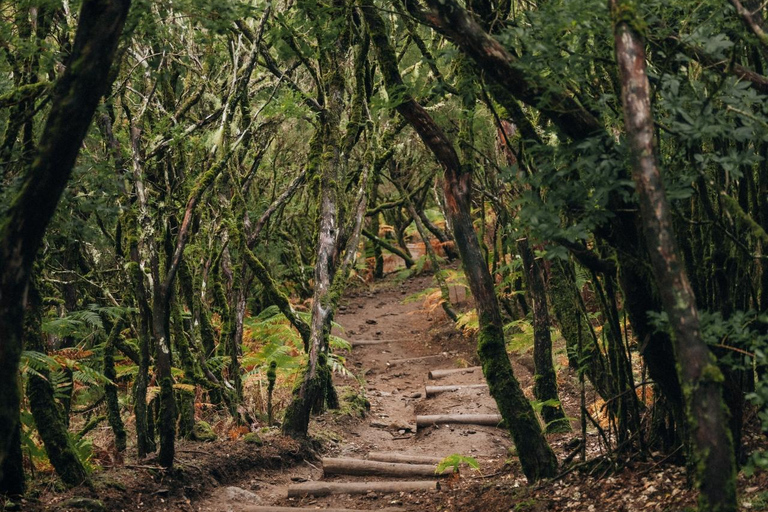 Funchal: Vereda do Fanal PR13 Hiking with Transfer & Guide