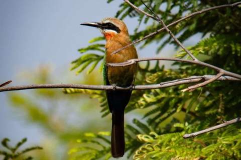 From Victoria Falls: 3-Day Chobe National Park Safari Tour