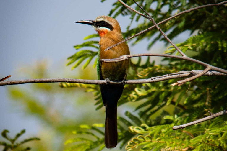 From Victoria Falls: 3-Day Chobe National Park Safari Tour