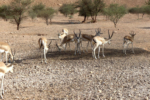 Riyadh Premier Private Edge of The World Tour Sunrise/Sunset