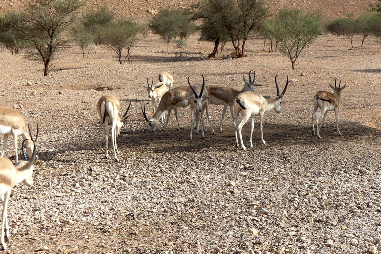 Riyadh Premier Private Edge of The World Tour Sunrise/Sunset