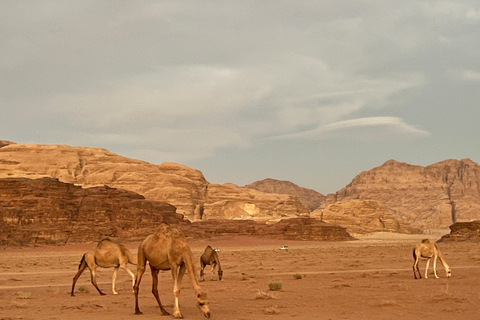 Wadi Rum 4-Day All-Inclusive Camel Trekking & Desert Tour