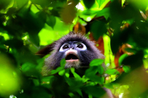 From Krabi: Unforgettable Full-Day Khao Sok Lake Adventure