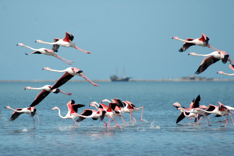 Djerba: Piratenbootsfahrt mit Delphin- und Flamingo-BeobachtungPiratenmenü Djerba: Piratenbootsfahrt mit Delphinbeobachtung