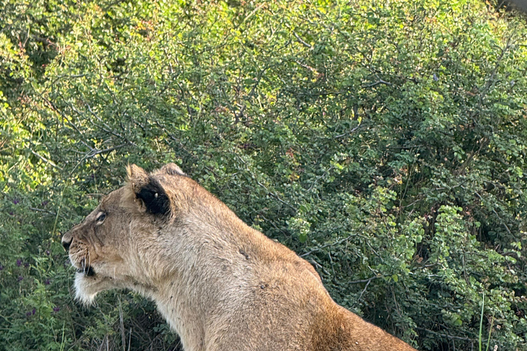 Safari im Nairobi-Nationalpark mit Abholung und RücktransportSafari, Sheldrick&#039;s &amp; Giraffe Center: Private Option